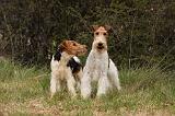 FOX TERRIER 516